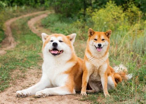 Shiba Inu - Marcell Mcmillen