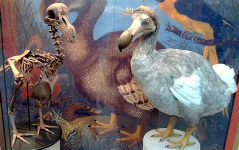 Why Did the Dodo Bird Go Extinct? | Animal Start