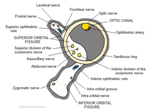 Superior Orbital Fissure Mnemonic