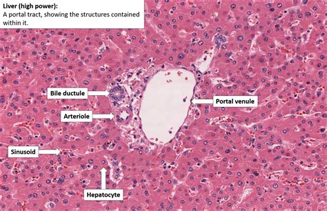 Liver – Normal Histology – NUS Pathweb :: NUS Pathweb