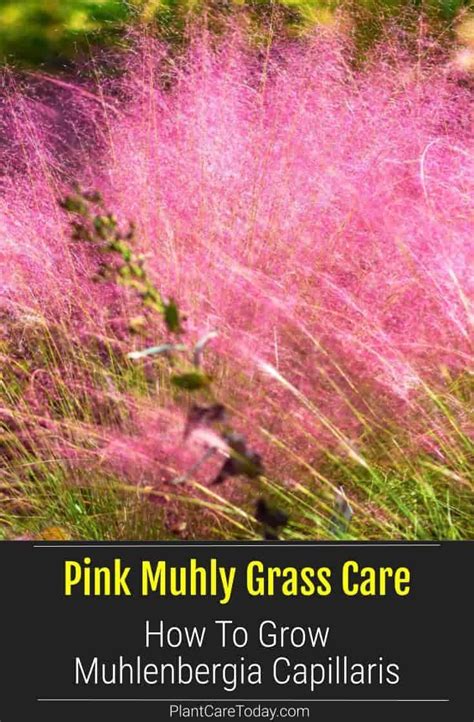 Pink Muhly Grass Care: How To Grow Muhlenbergia Capillaris | Grass care ...