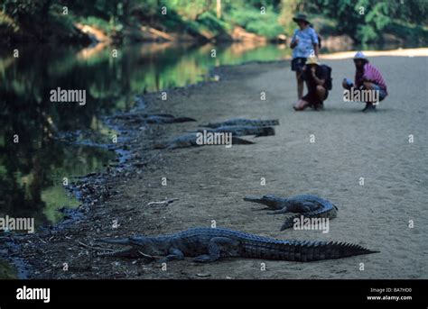 Windjana Gorge National Park, tourists and freshwater crocodiles along ...