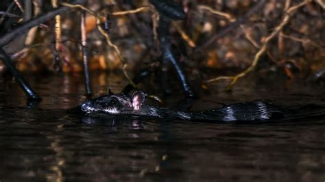 The Rare Water Opossum in Costa Rica - YouTube