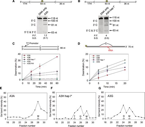 Deamination during transcription is mediated by size and not by ...