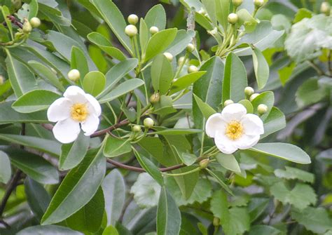 Loblolly Bay – Gordonia lasianthus | Florida Paddle Notes