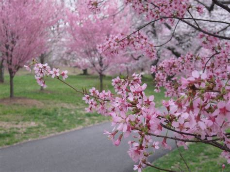 Newark Cherry Blossom Festival 2022 - Moon Festival 2022