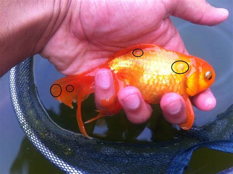 Common Illnesses - Pearlscale Goldfish