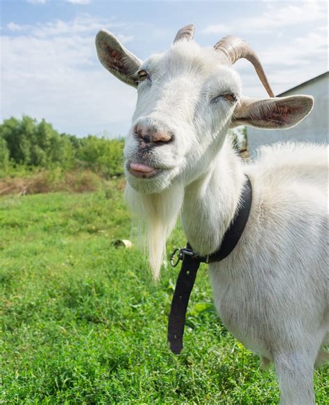 Goat Horns ~ What to Know about Horned Goats - Rural Living Today