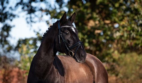 The Hanoverian Horse Breed Profile - Helpful Horse Hints