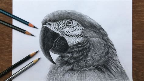 How To Draw A Real Parrot - Sonmixture11