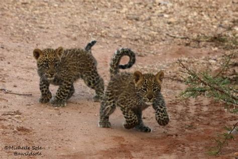 Familiarising leopard cubs with vehicles - Africa Geographic