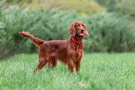 Irish Setter Mixes: 9 Unique Crossbreeds to Brighten Your Day!