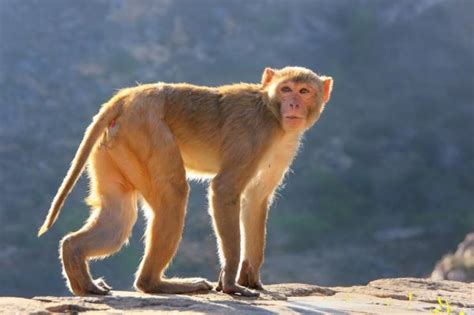 10 Native Monkeys of India - With Pictures