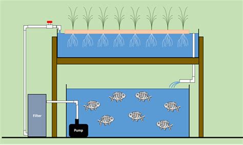 nft aquaponics system design pdf - hilliardshardwarevantx