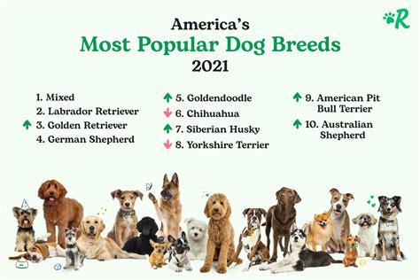 Rover Announces America’s Most Popular Dog Breeds of 2021 | The Dog ...