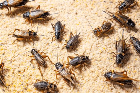 How Do You Know If You Have a Cricket Infestation? (and How to Resolve It)