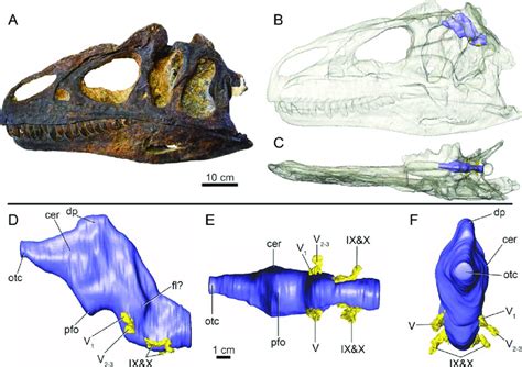 Reconstruction of cranial endocast of Allosaurus jimmadseni (DINO ...