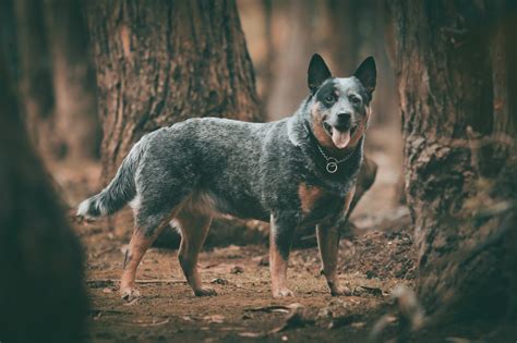 Blue Heeler Storleksguide: Hur Stora Får Australiska Nötkreaturhundar ...