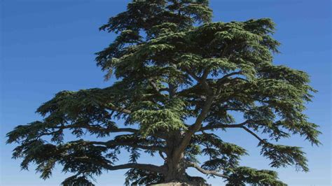 12 Different Types of Cedar Trees with Pictures