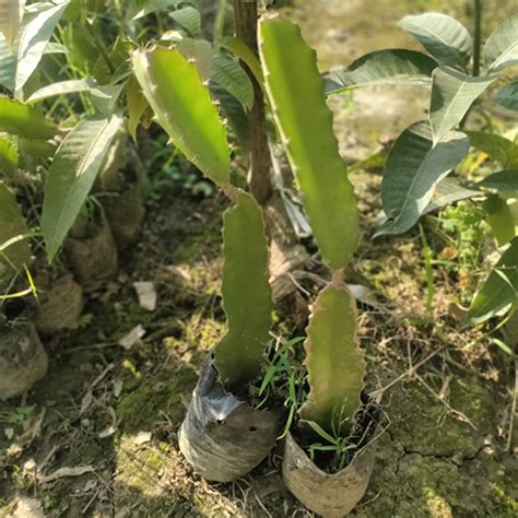 Dragon Fruit Plant at Best Price in Haringhata, West Bengal | Utsab Nursery