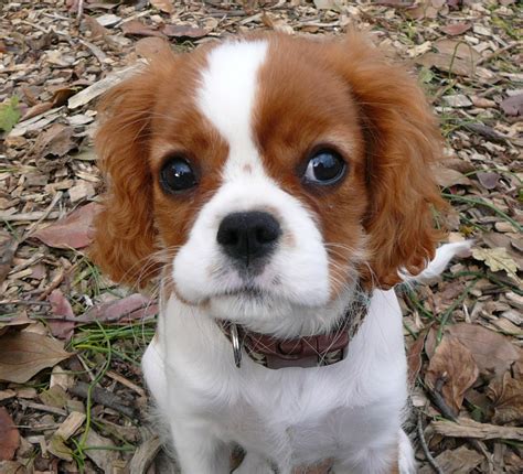 PUPPY CARE CENTER: Cavalier King Charles Spaniel Puppy Care Center and ...