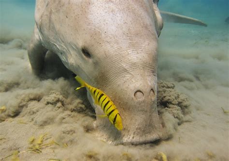 Dugong (Dugong dugon) | about animals