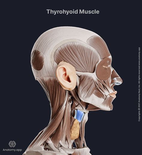 Thyrohyoid | Encyclopedia | Anatomy.app | Learn anatomy | 3D models ...