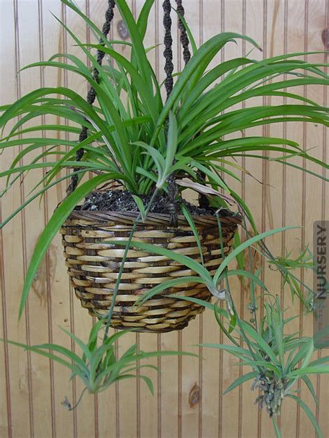 Spider Plant Indoor House Plant Live Potted Starter Plant - Etsy