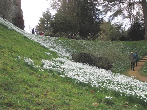 Judy's Snowdrops - Benington Lordship