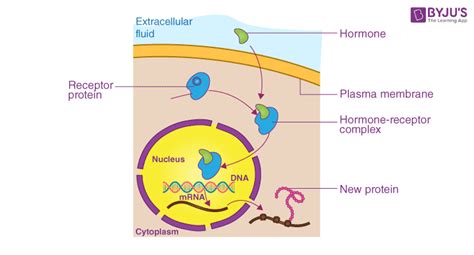 Gene Regulation - An overview of Gene Expression and Regulation