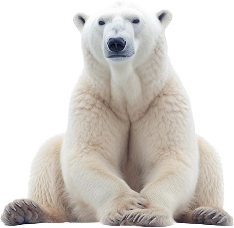 Polar bears with 24589191 PNG