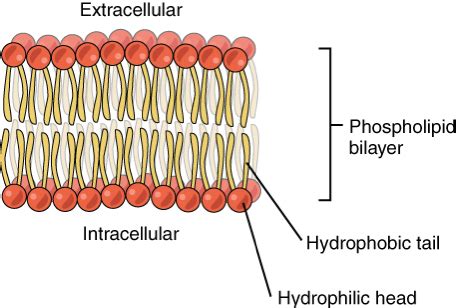 CC | What is the phospholipid bilayer and what determines its fluidity?