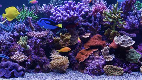 Uscenes creates amazing 4K TV screensavers like this marine aquarium ...