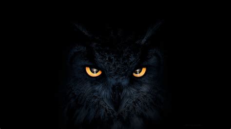 Owl Wallpapers HD High Resolution Free Download