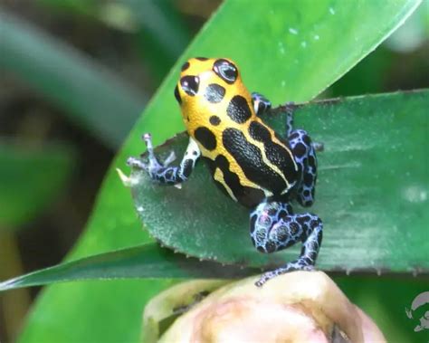 Mimic poison frog - Facts, Diet, Habitat & Pictures on Animalia.bio