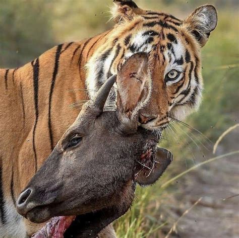 Bengal Tiger with the head of its prey : natureismetal