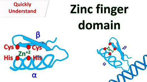 how do leucine zippers work - Kyle Poston