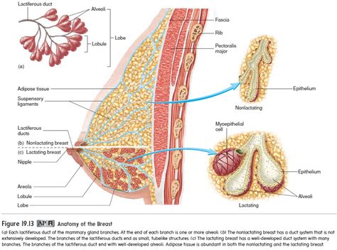 Mammary Gland Anatomy