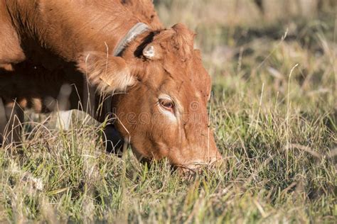 Limousine Cow Grazing in the Mountains Stock Image - Image of meat ...