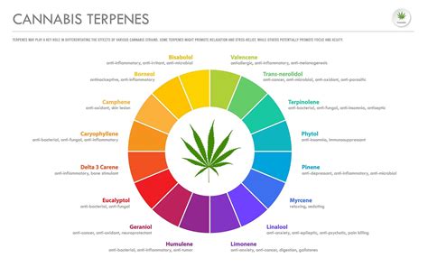 Terpenos: descubre todo lo que necesitas saber - LabCBD