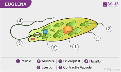 How Is Euglena Both Plant And Animal Like - Nelson Hadvaid