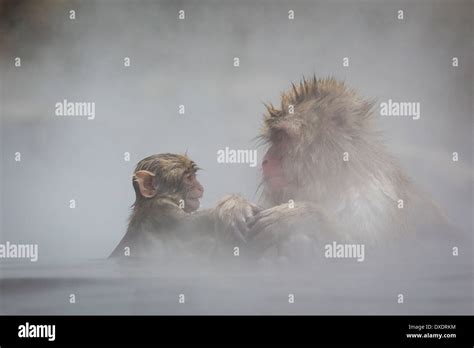 A japanese macaque baby plays with his mother in the hot springs Stock ...