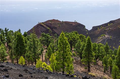 Parques Nacionales de Canarias - SENSITUR