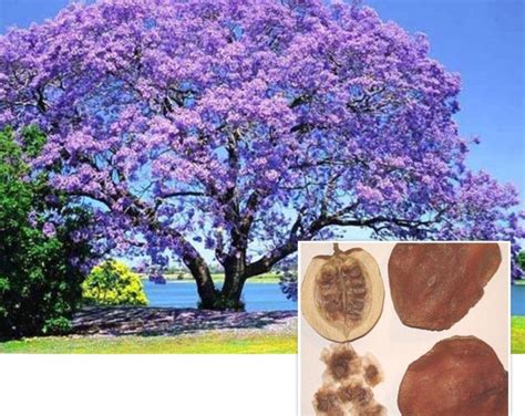 SEEDS Jacaranda Tree Bignoniaceae - Etsy