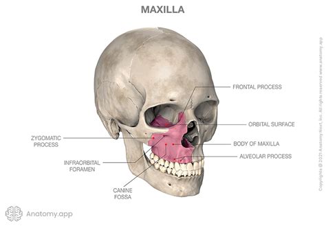 Maxilla | Encyclopedia | Anatomy.app | Learn anatomy | 3D models ...