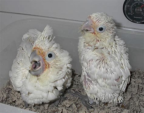 Cockatoo Parrot Baby Pair For Sale - Pets For Sale In Pakistan