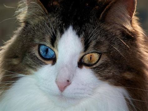 15 Amazing odd-eyed cats | Amazing Creatures