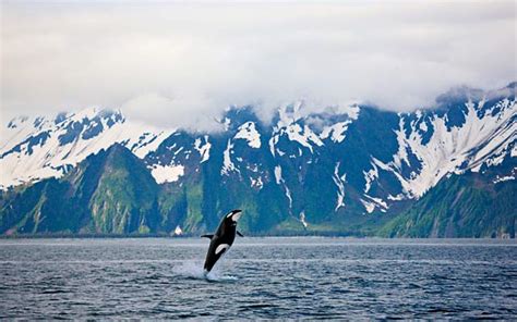 Welcome to Kenai Fjords National Park