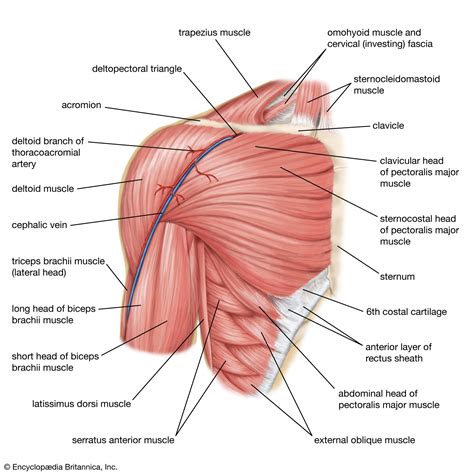 Anterior Shoulder Joint Muscles