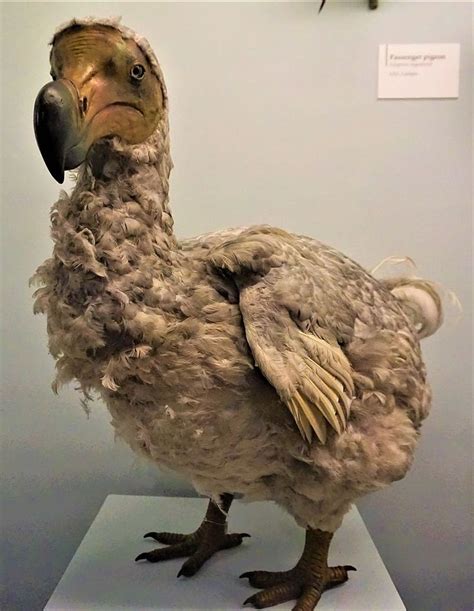 A Dodo Bird That Went Extinct 399 Years Ago | Bird, Animal statues ...